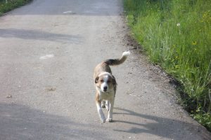 Chien de berger la tavaillarde