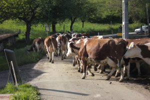troupeau au col de cochette